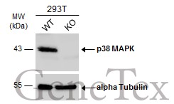 p38 MAPK antibody [N1C3-2]