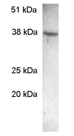 SCAMP2 antibody