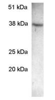 SCAMP2 antibody
