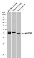 ANKRD33 antibody