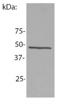 NCK1 antibody [EM-06]