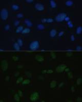 DNA-PKcs antibody