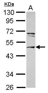 CEP55 antibody [N2C3]