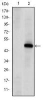 DNA-PKcs antibody [3H6]