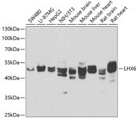 LHX6 antibody