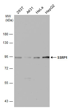 SSRP1 antibody [N1N3]