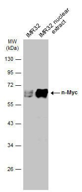 n-Myc antibody
