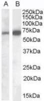 CADM4 antibody, Internal