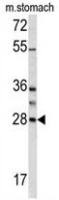 Granzyme B antibody, N-term