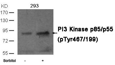 PI3 kinase p85 (phospho Tyr467) / p55 (phospho Tyr199) antibody