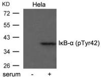 IKB alpha (phospho Tyr42) antibody