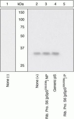 RPS6 (phospho Ser235/236) antibody