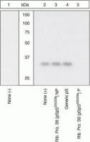 RPS6 (phospho Ser235/236) antibody