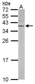 RPSA antibody [N2C3]