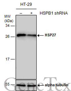 HSP27 antibody