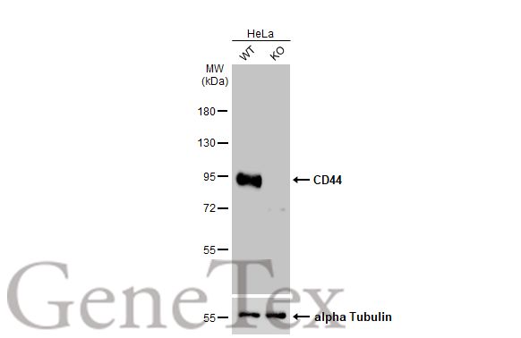 CD44 antibody