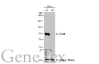CD44 antibody