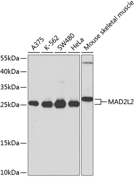 MAD2L2 antibody