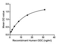 Human ODC protein, His tag