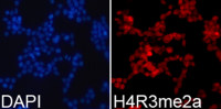 Histone H4R3me2 (di-methyl Arg3) antibody