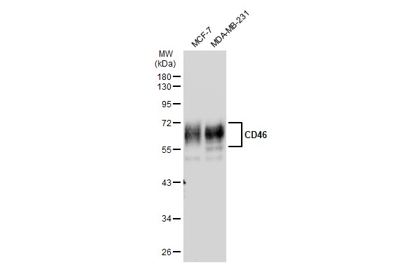 CD46 antibody [JB25-49]