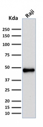 PAX5 antibody [rPAX5/2060]