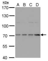 HDC antibody [N3C2], Internal