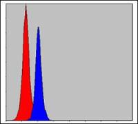 C/EBP beta antibody [3H9]