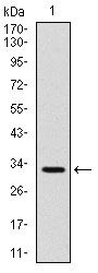 CD30 antibody [3B10]
