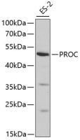 Protein C antibody