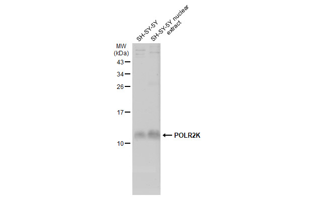 POLR2K antibody