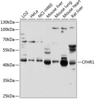 CFHL1 antibody