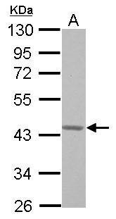 G protein alpha 16 antibody