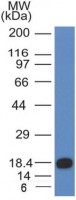 c-Kit antibody [KIT/983]