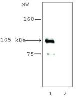 HDAC7 antibody