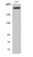 PTP zeta / Phosphacan antibody