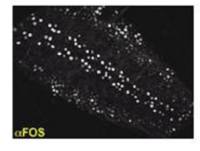 Drosophila Fos antibody