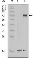 STYK1 antibody [2H2F10]