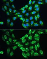 Peroxiredoxin 5 antibody