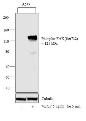 FAK (phospho Ser732) antibody