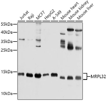 MRPL32 antibody
