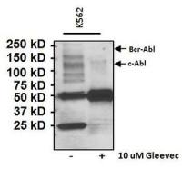 Phosphotyrosine antibody [IG2]