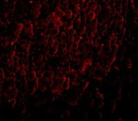 ORAI3 antibody [2H2G9]