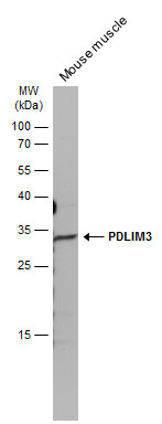 ALP / PDLIM3 antibody