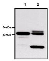 GST tag antibody [8-826]