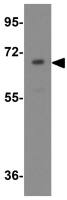 APC7 antibody