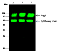 Angiopoietin 2 antibody [117]