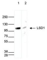 LsD1 antibody - ChIP grade