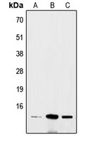 BRI3 antibody