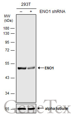 ENO1 antibody [N3C3]